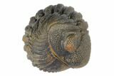 Wide, Bumpy Enrolled Morocops Trilobite #125149-2